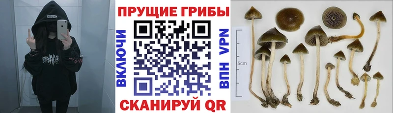 OMG маркетплейс Павловская маркетплейс телеграм Галлюциногенные грибы Magic Shrooms